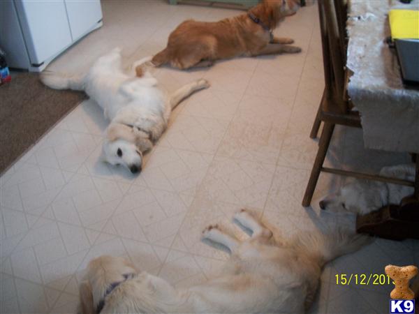 carolspaws Picture 3